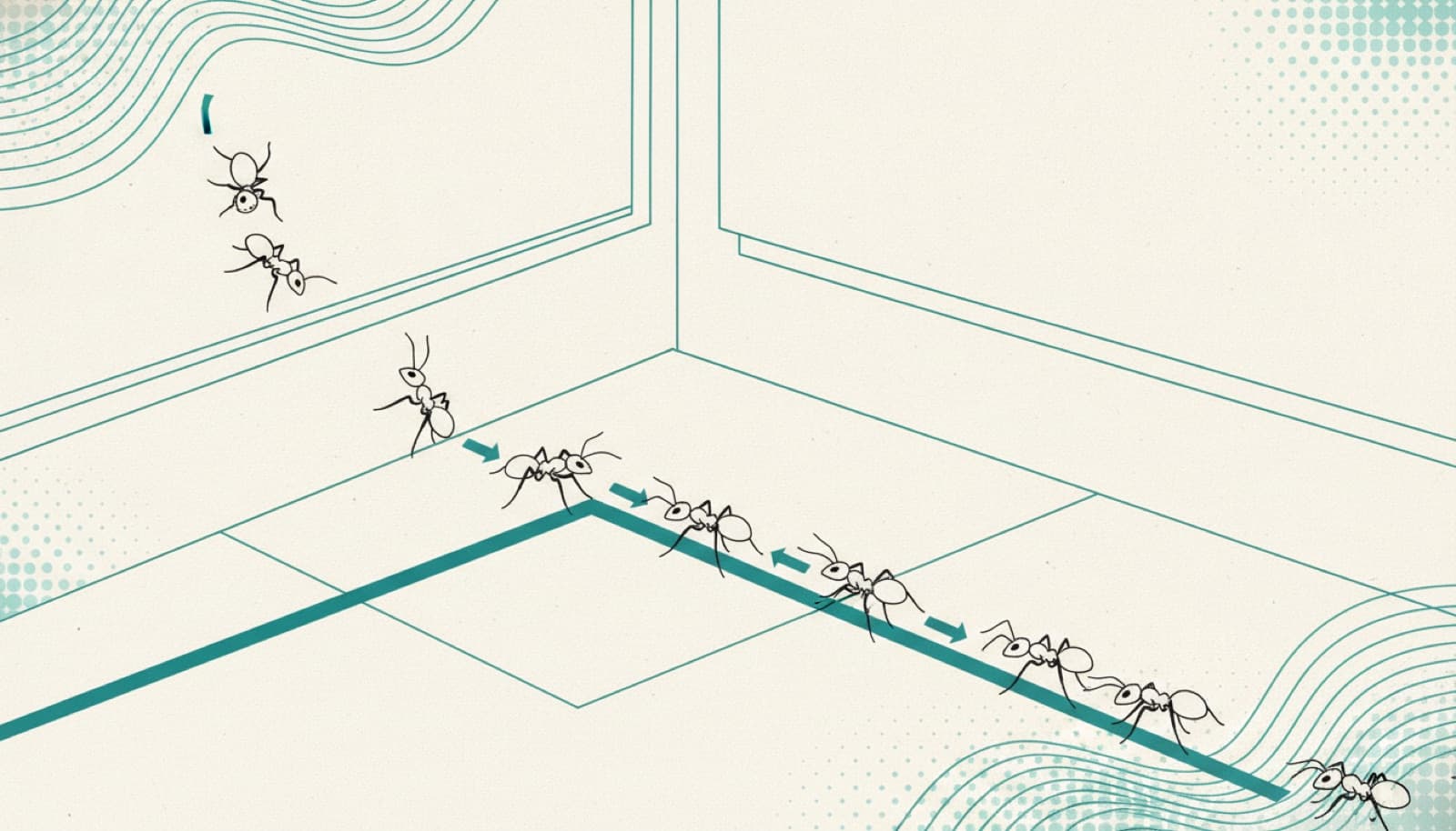 Ants in the kitchen: how they follow a trail, and where to break it